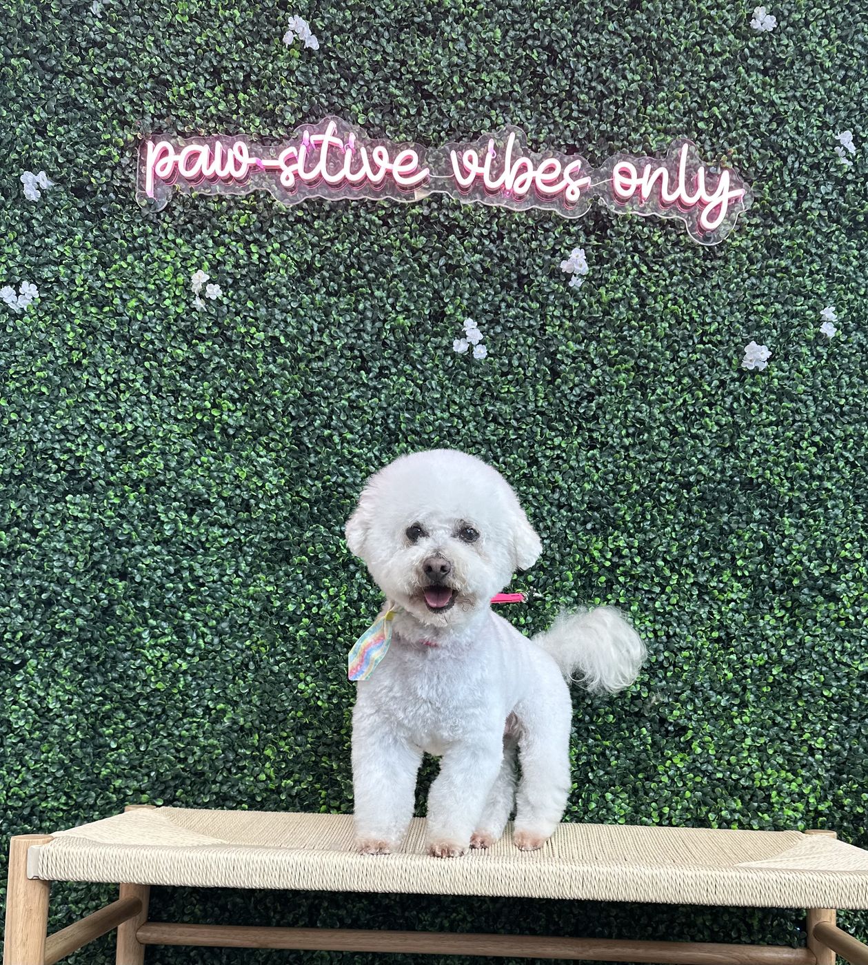 A white bichon after a bath and groom