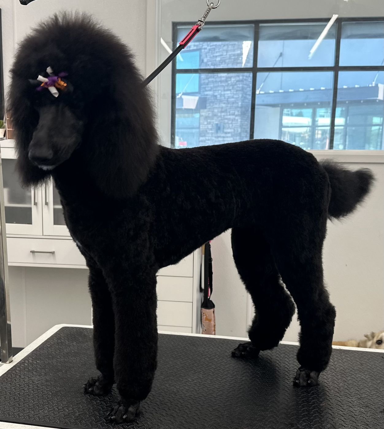 A black standard poodle after a full groom