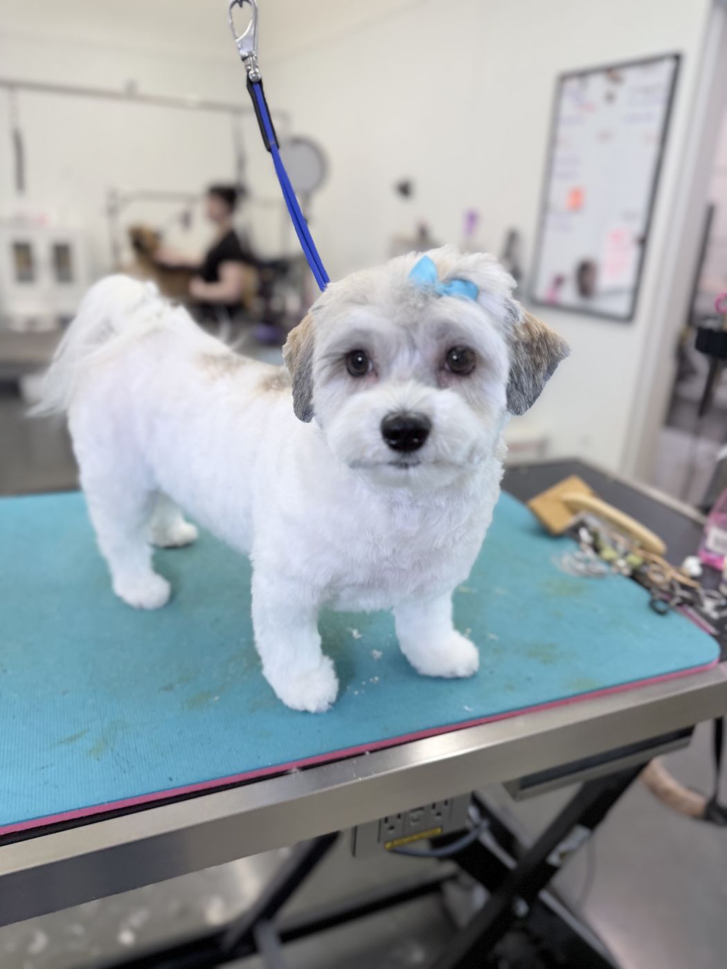 A small white dog with a fresh teddy cut