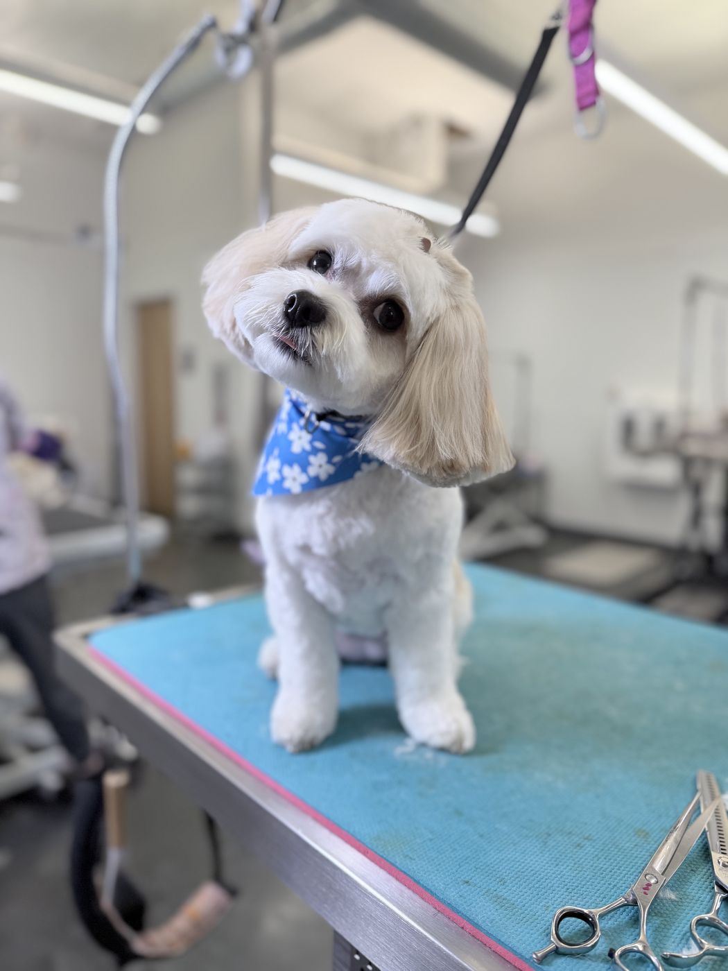 A maltipoo in a blue bandana after grooming