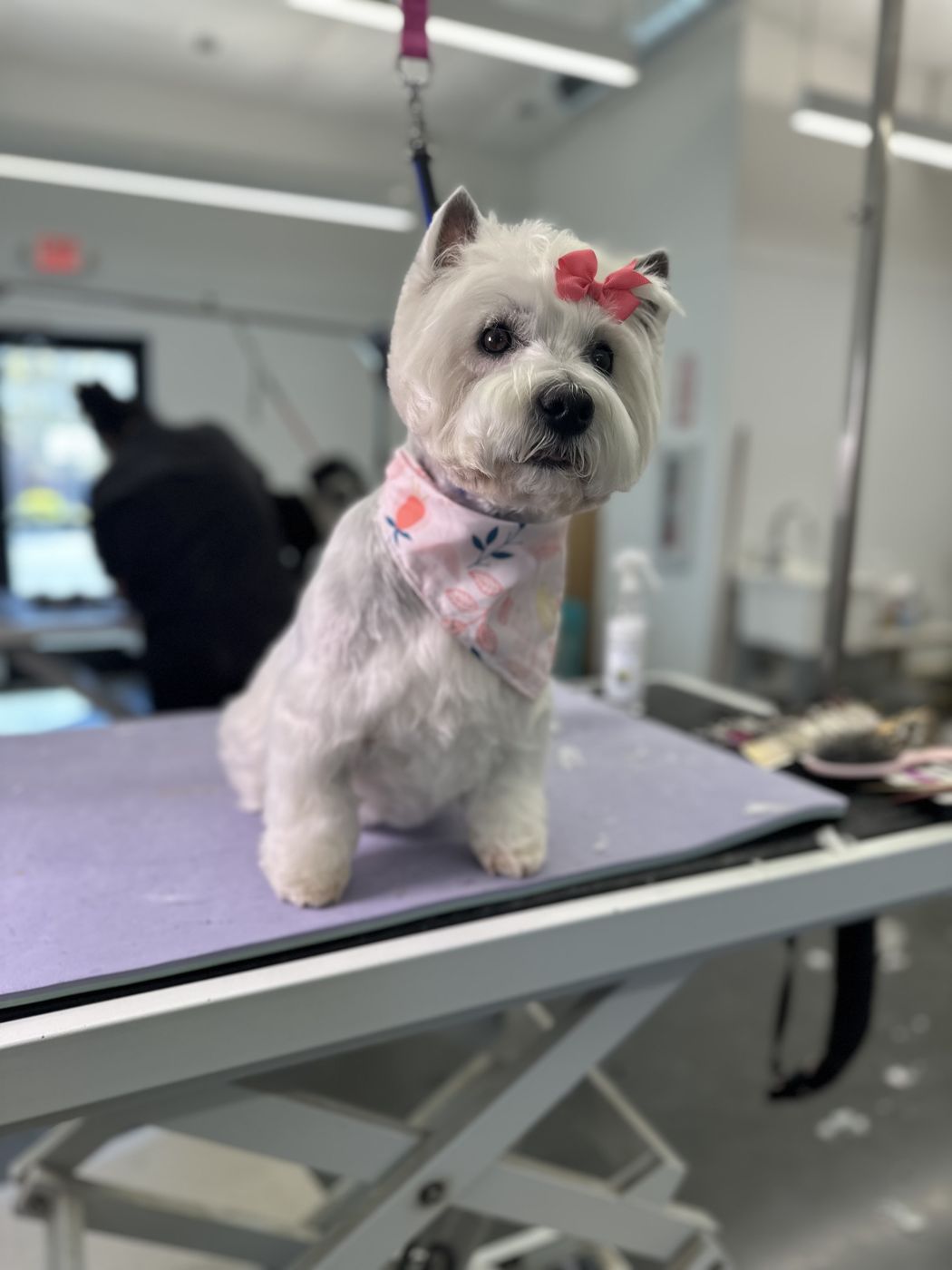 A westie with a terrier trim and a pink bow